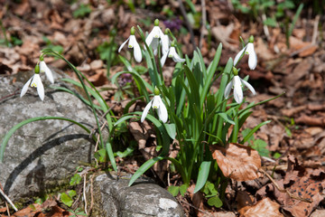 Snowdrops
