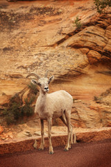 Wild mountain goat