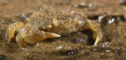sand crab