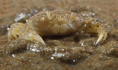 sand crab