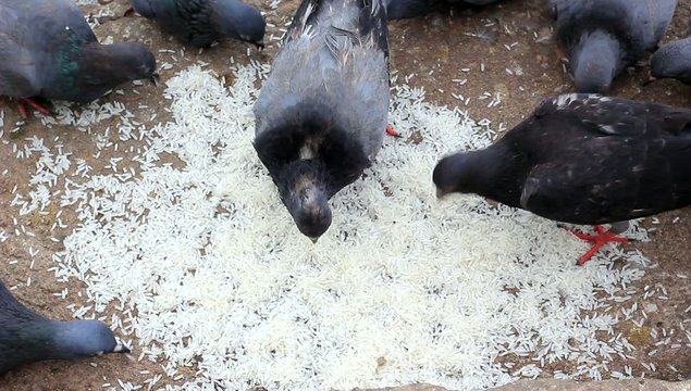 Feed Pigeon with rice