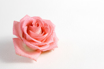 delicate rose in dew