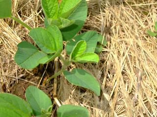 soybeans planted on wheat stubble, tillage