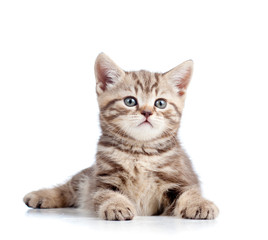 cute kitten isolated on white background