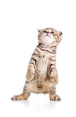 funny young  cat is standing