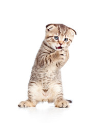 Fototapeta na wymiar Zabawna młody kot stoi