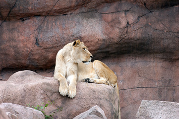 Lioness