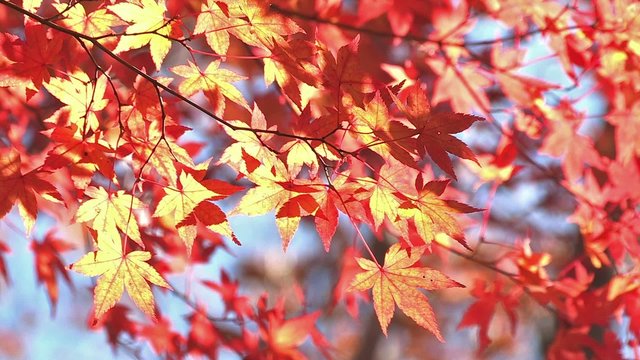 Autumn Leaves in Momiji mountain,Yamanashi,Japan_3