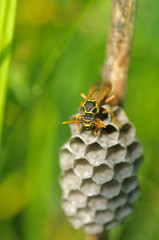 アシナガバチ　‐Paper wasp‐