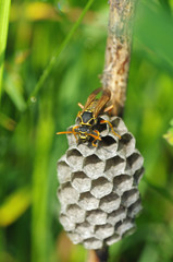 アシナガバチの巣　‐Paper wasp‐