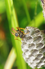 アシナガバチの巣作り