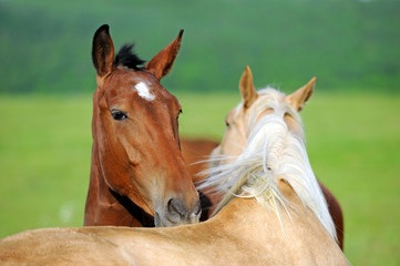 Fototapeta premium Horse