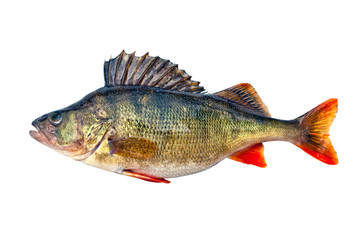 Freshwater perch