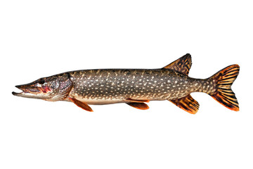 Pike isolated on white background