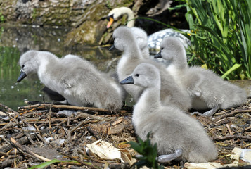 Swan Nest and Cygnets