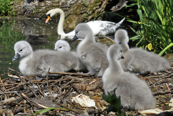 Swan Cygnets