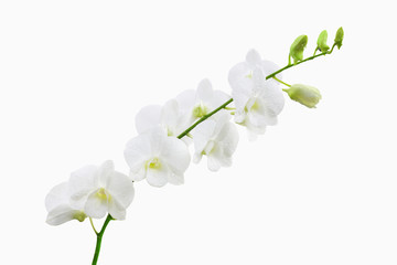 Fototapeta na wymiar white orchid and bud branch