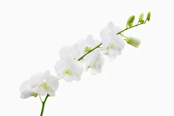 Photo sur Plexiglas Orchidée white orchid and bud branch