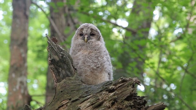 フクロウの雛