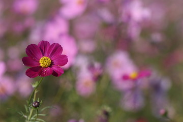 Obraz premium cosmos flower