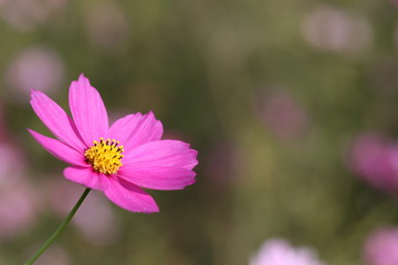 cosmos flower
