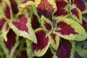 coleus plant