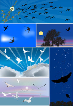 six compositions with birds flight
