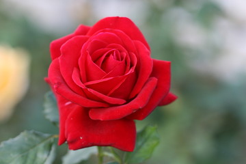 rose