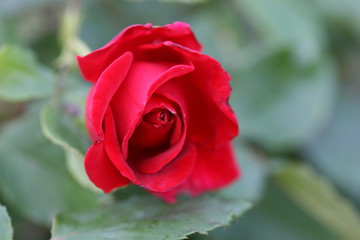 rose