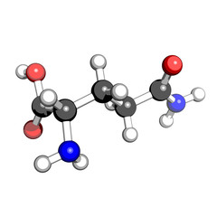 Amino acid glutamine molecular structure on a white background