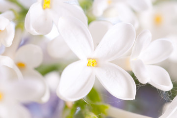 Obraz na płótnie Canvas lilac flower