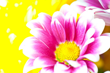 pink chrysanthemum macro