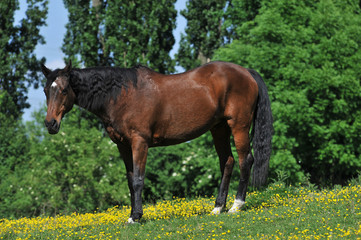 Reitpferd auf grüner Wiese mit gelben Blumen