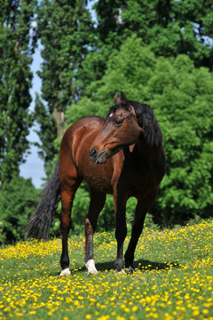 Reitpferd auf gr&uuml;ner Wiese mit gelben Blumen