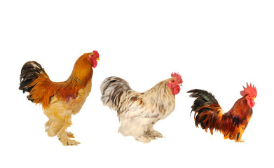 thoroughbred brown cock