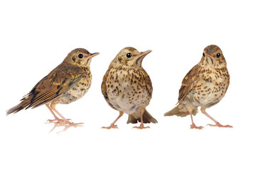song thrush