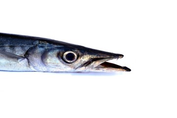 Fish Head