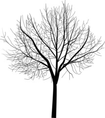 isolated bare tree illustration