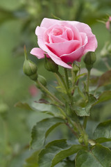 Pink rose in a garden