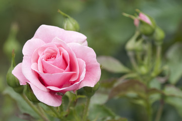 Pink rose in a garden