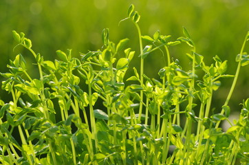 トウミョウ　（エンドウ豆の若菜）