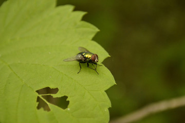 the green fly sits on a leaf