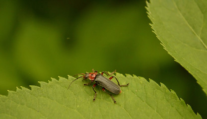 the bug sits on a green leaf