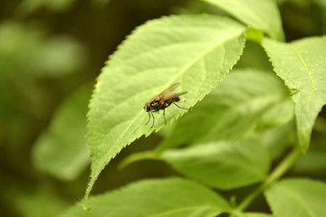 the black fly sits on a leaf