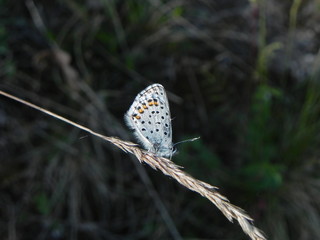 Butterfly on grass