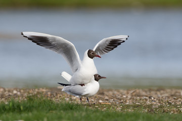 Lachmöwe, Black-headed gull, Chroicocephalus ridibundus