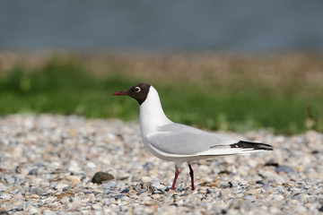 Lachmöwe, Black-headed gull, Chroicocephalus ridibundus