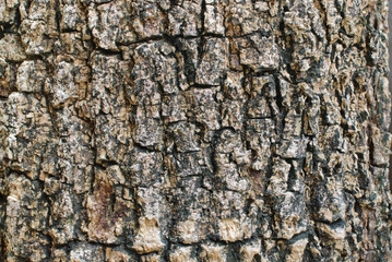 Bark background texture