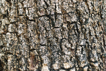 Bark background texture
