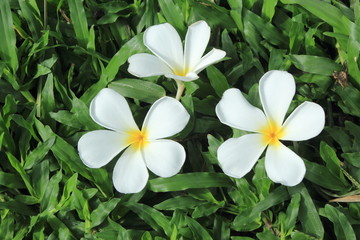 Three Frangipani flower on the grass